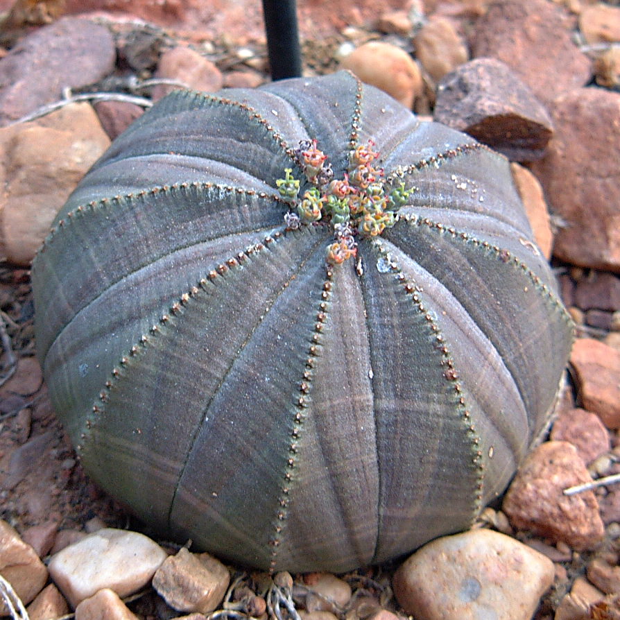 Euphorbia obesa - South Africa (CC BY 2.0).