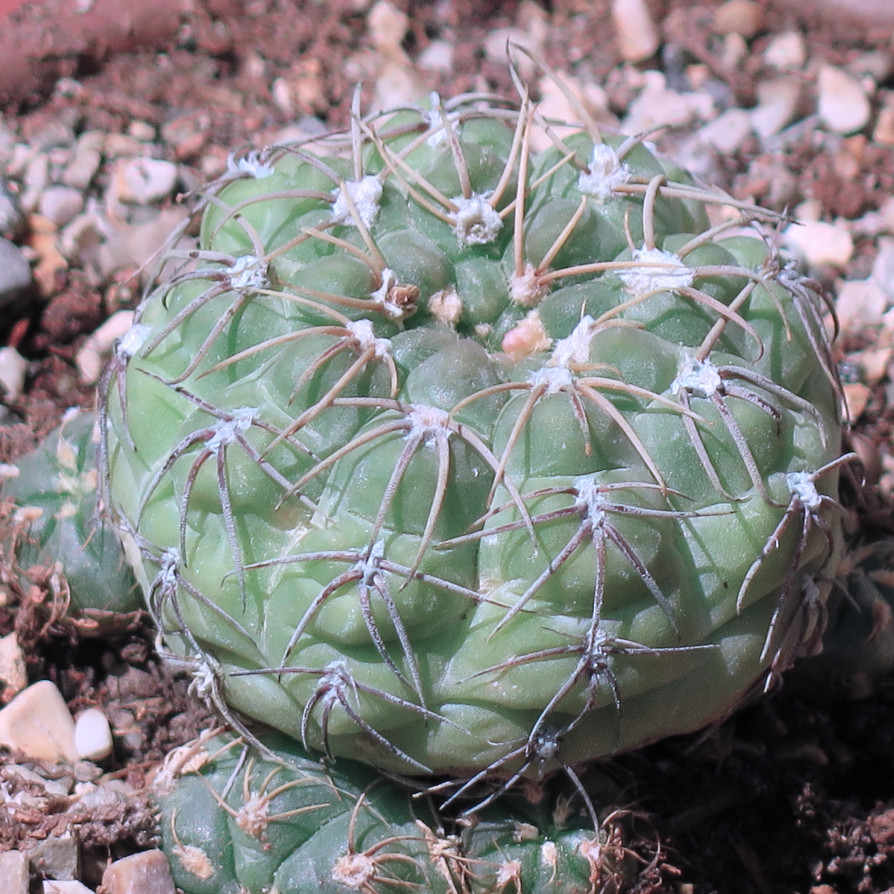 Gymnocalycium uruguayense - South America (CC BY 2.0).