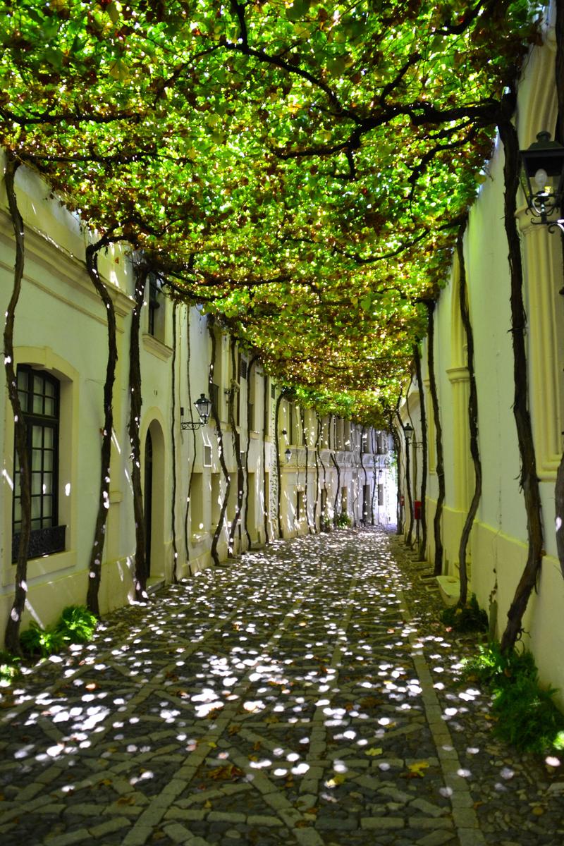 Shady street in a Spanish city.