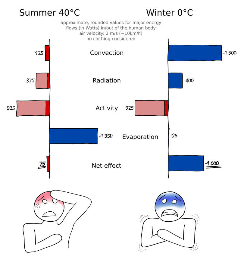 Overview of human thermoregulation in summer / winter conditions.