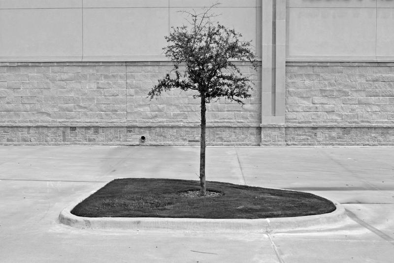 Little tree on a sidewalk (CC BY-NC-ND 2.0, https://www.flickr.com/photos/therefore/86988892).