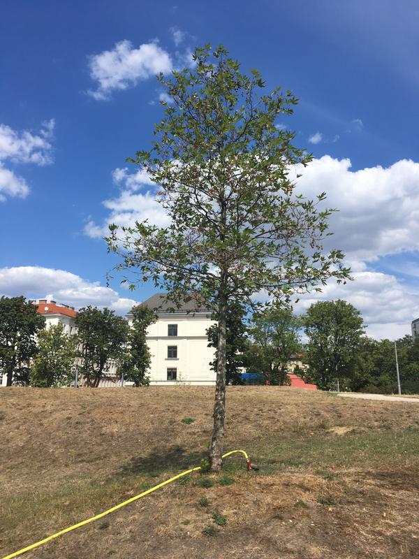 Trees on the dry side of the park are manually irrigated.